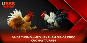 Đá gà thomo
